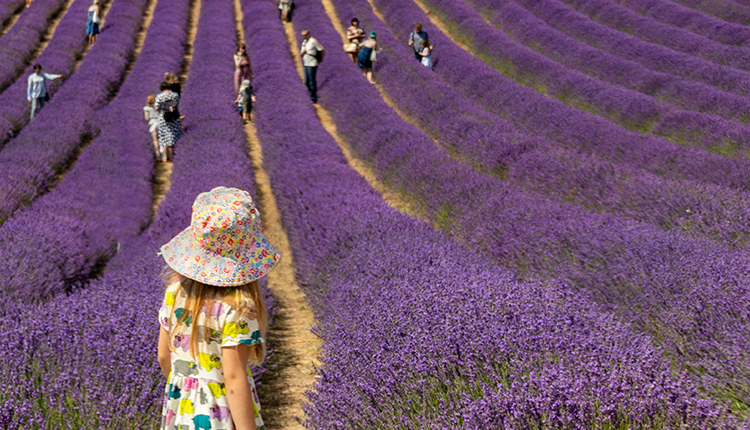 Lavendar Fields